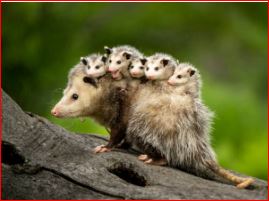 opossum.JPG