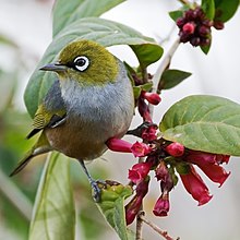 220px-Silvereye.jpg